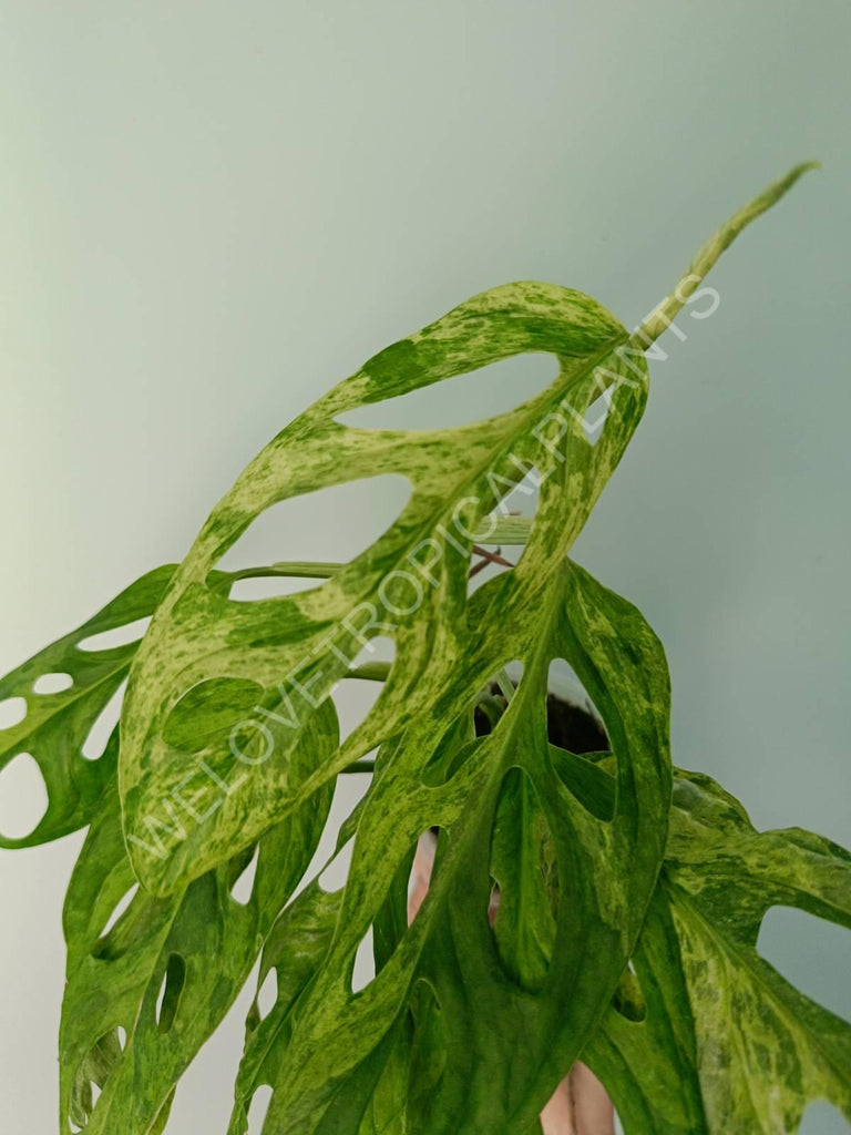 Monstera adansonii variegata mint