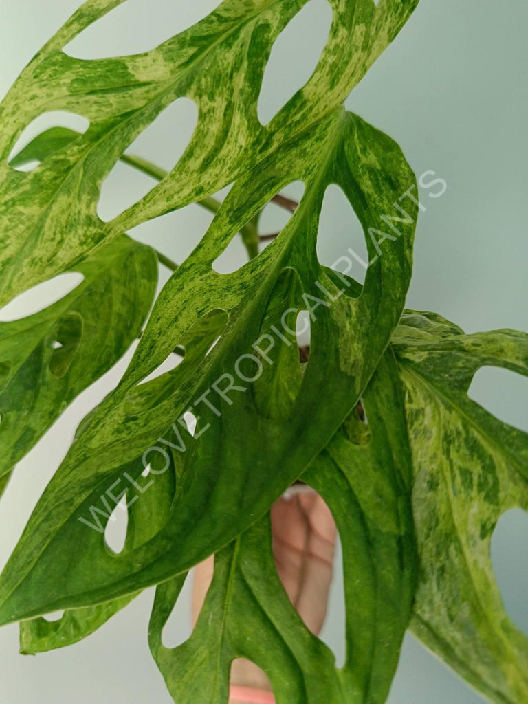 Monstera adansonii variegata mint