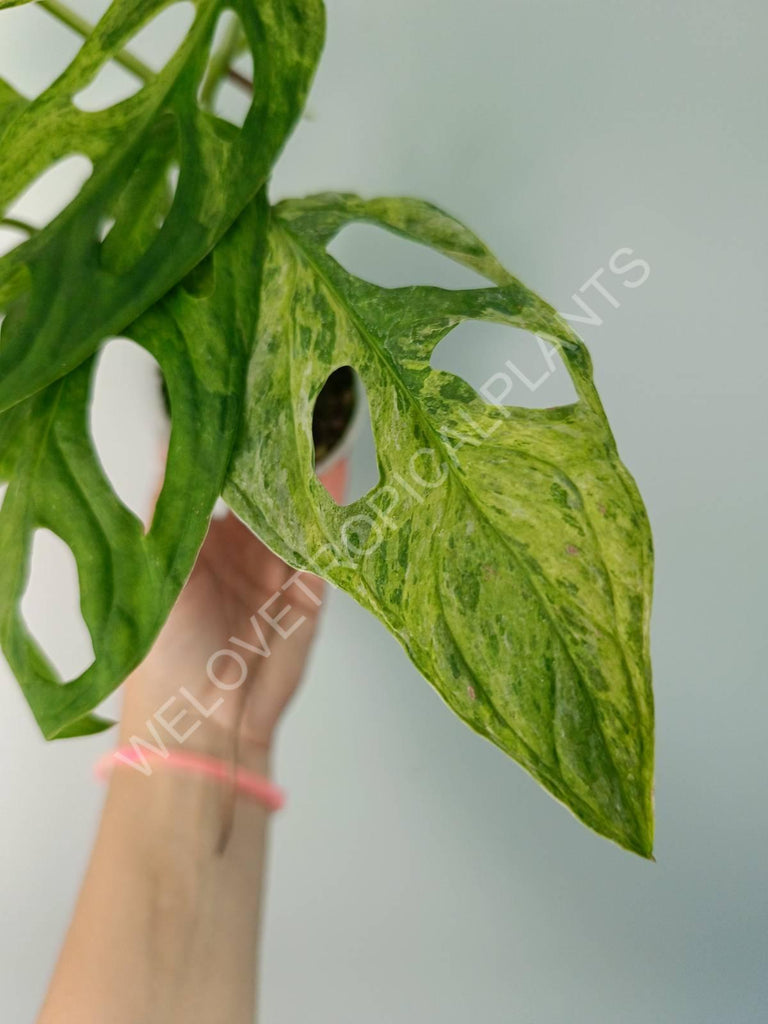 Monstera adansonii variegata mint