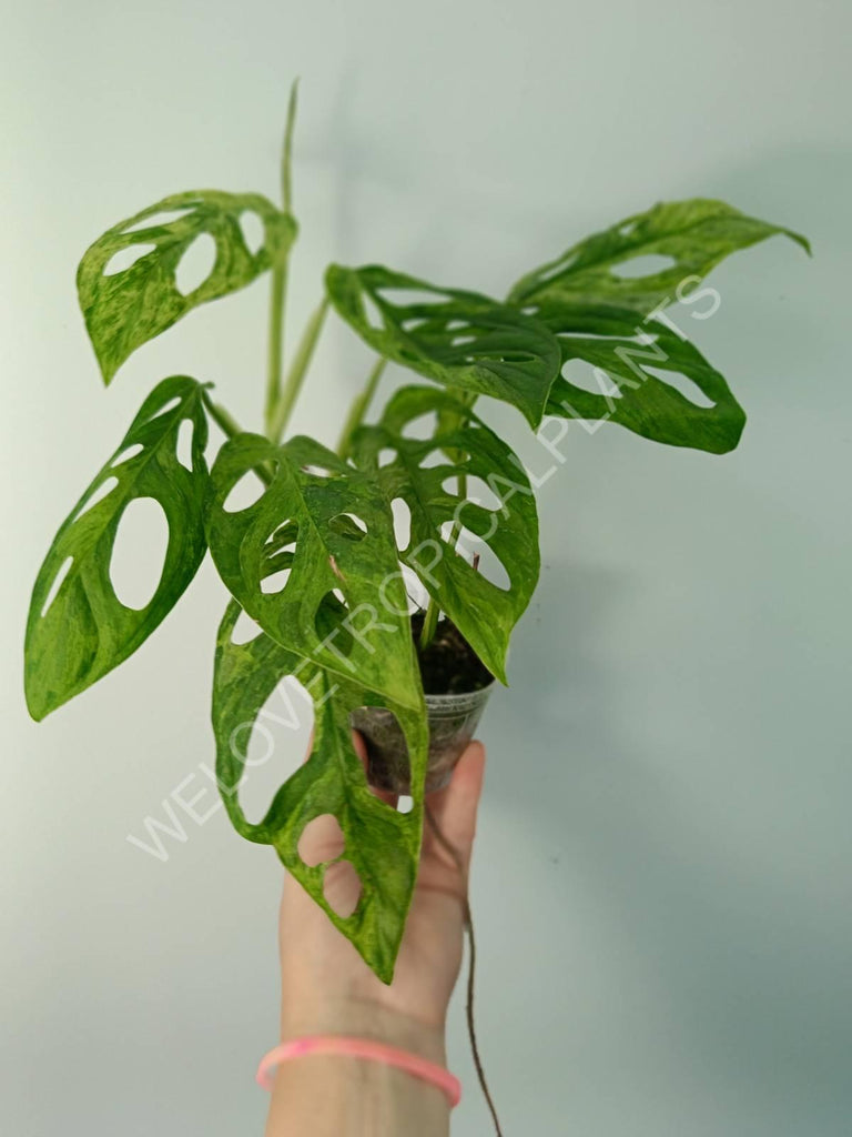 Monstera adansonii variegata mint