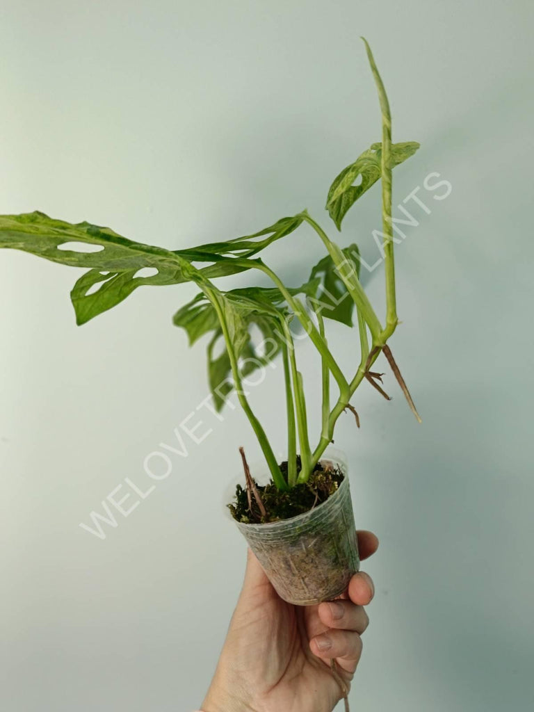 Monstera adansonii variegata mint