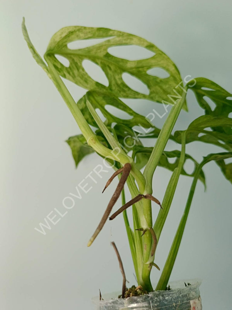 Monstera adansonii variegata mint