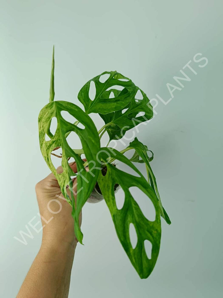 Monstera adansonii variegata mint