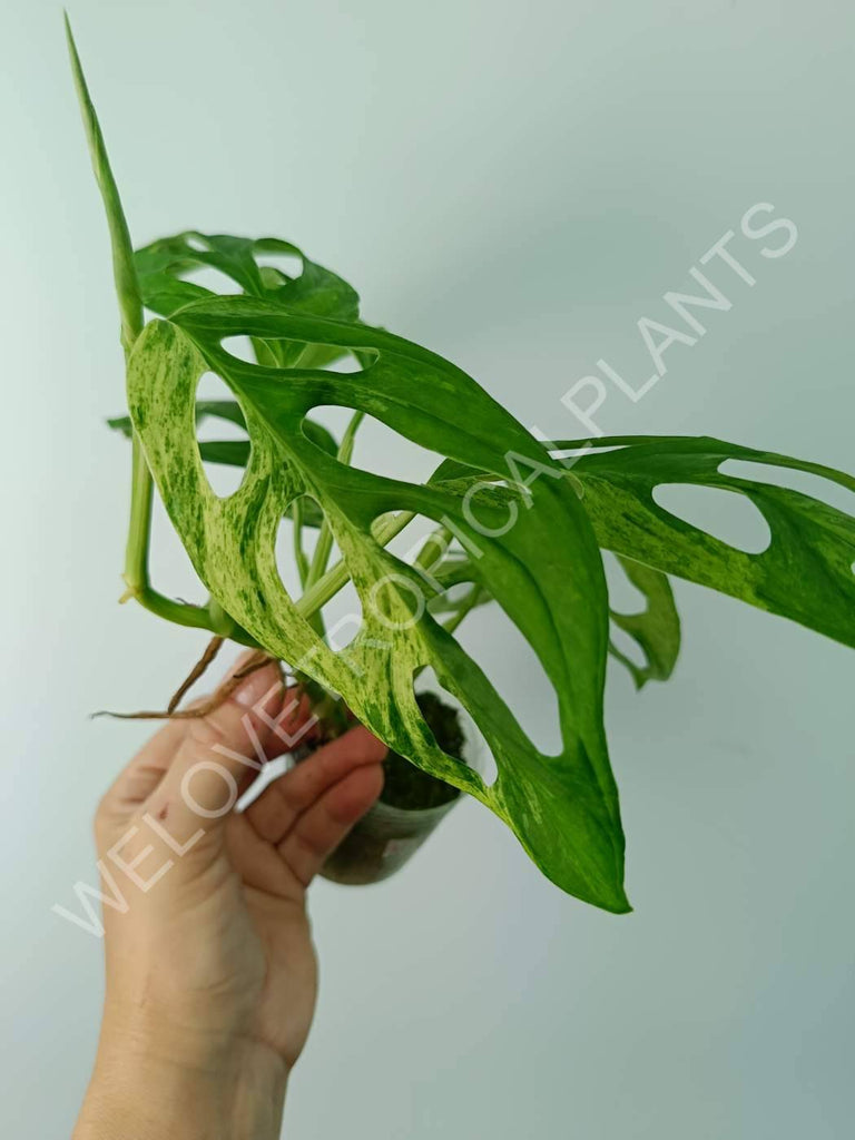 Monstera adansonii variegata mint