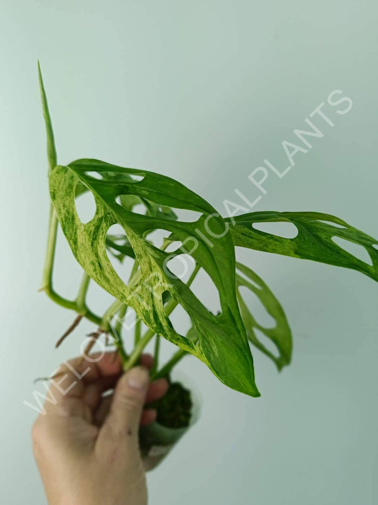 Monstera adansonii variegata mint