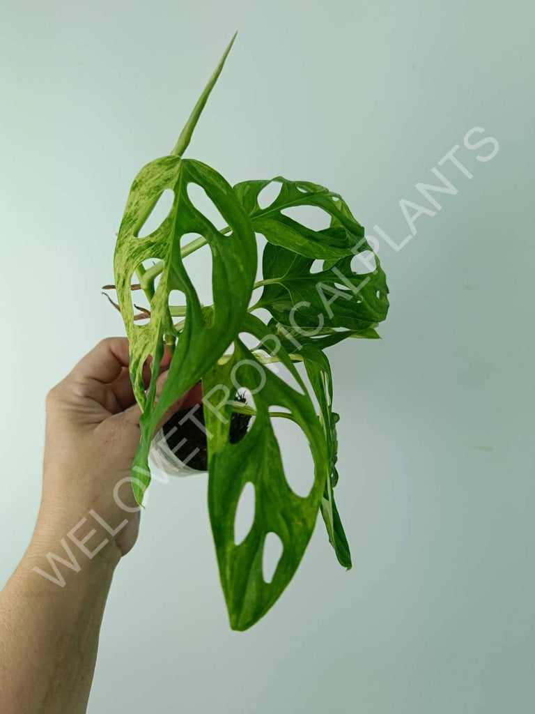 Monstera adansonii variegata mint