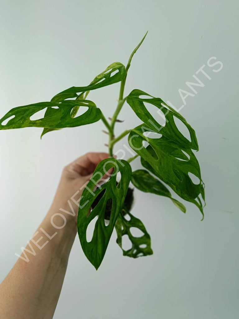 Monstera adansonii variegata mint