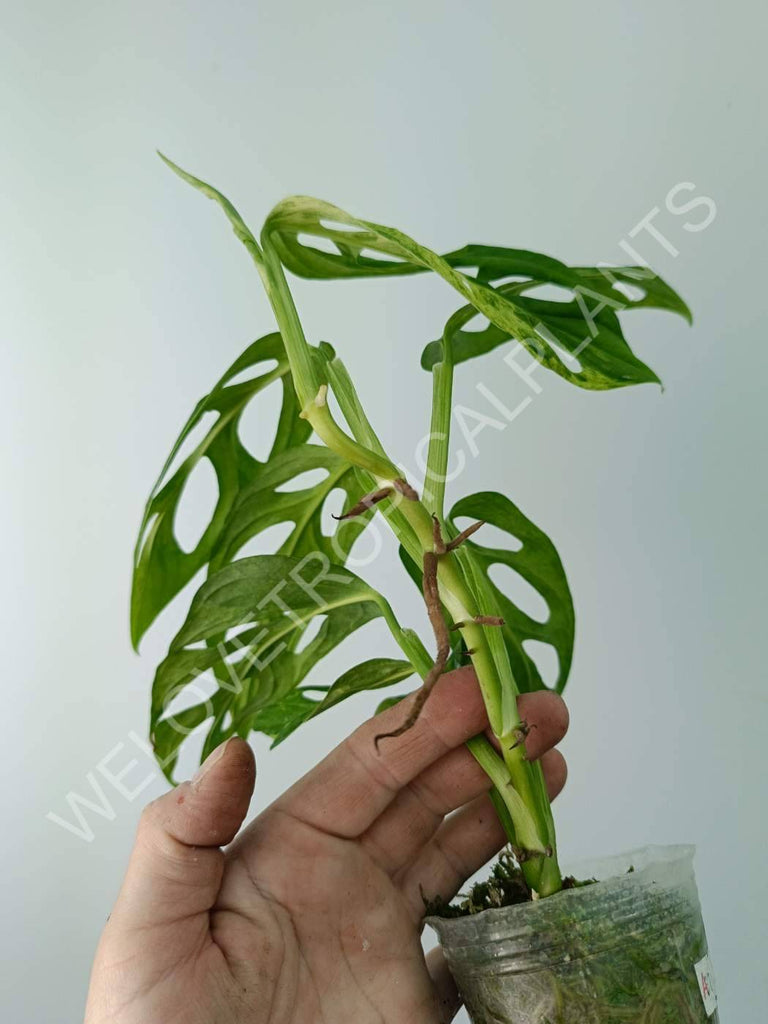 Monstera adansonii variegata mint