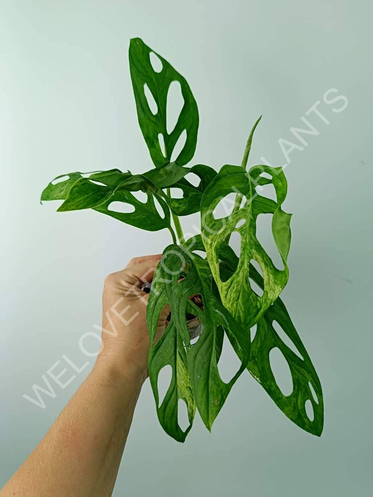 Monstera adansonii variegata mint