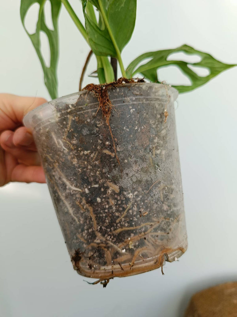 Monstera adansonii variegata mint