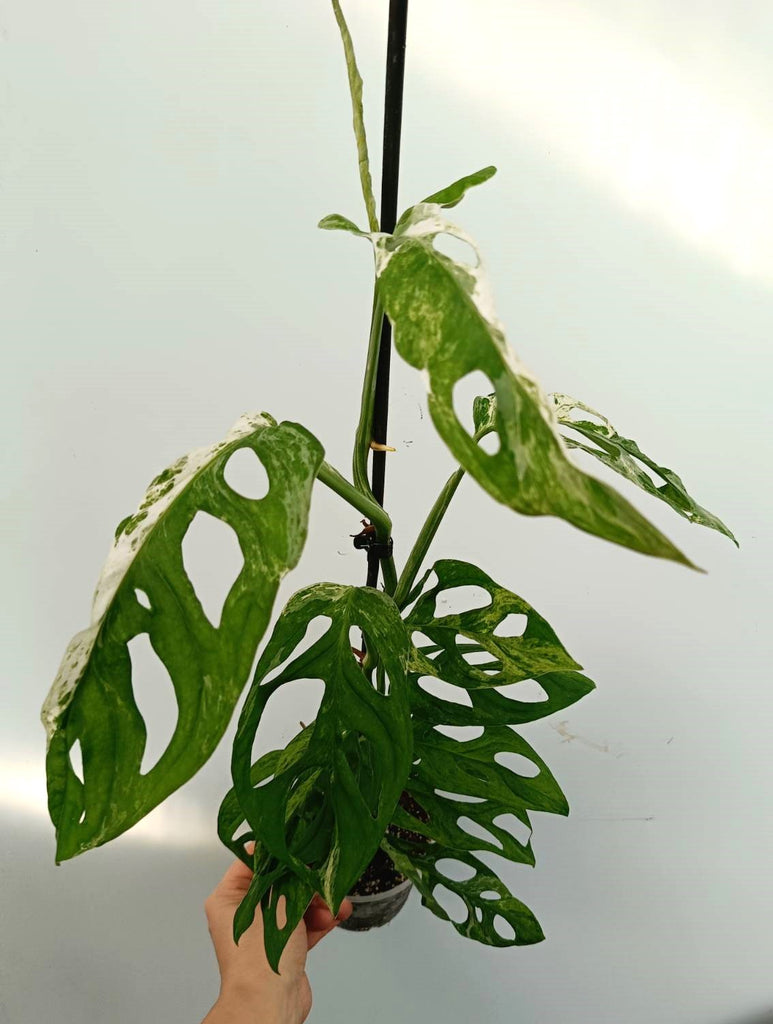 Monstera adansonii variegata mint