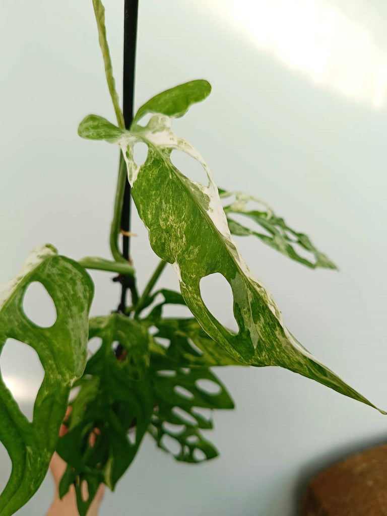 Monstera adansonii variegata mint