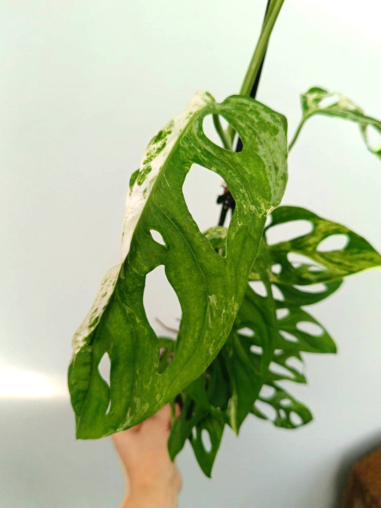 Monstera adansonii variegata mint