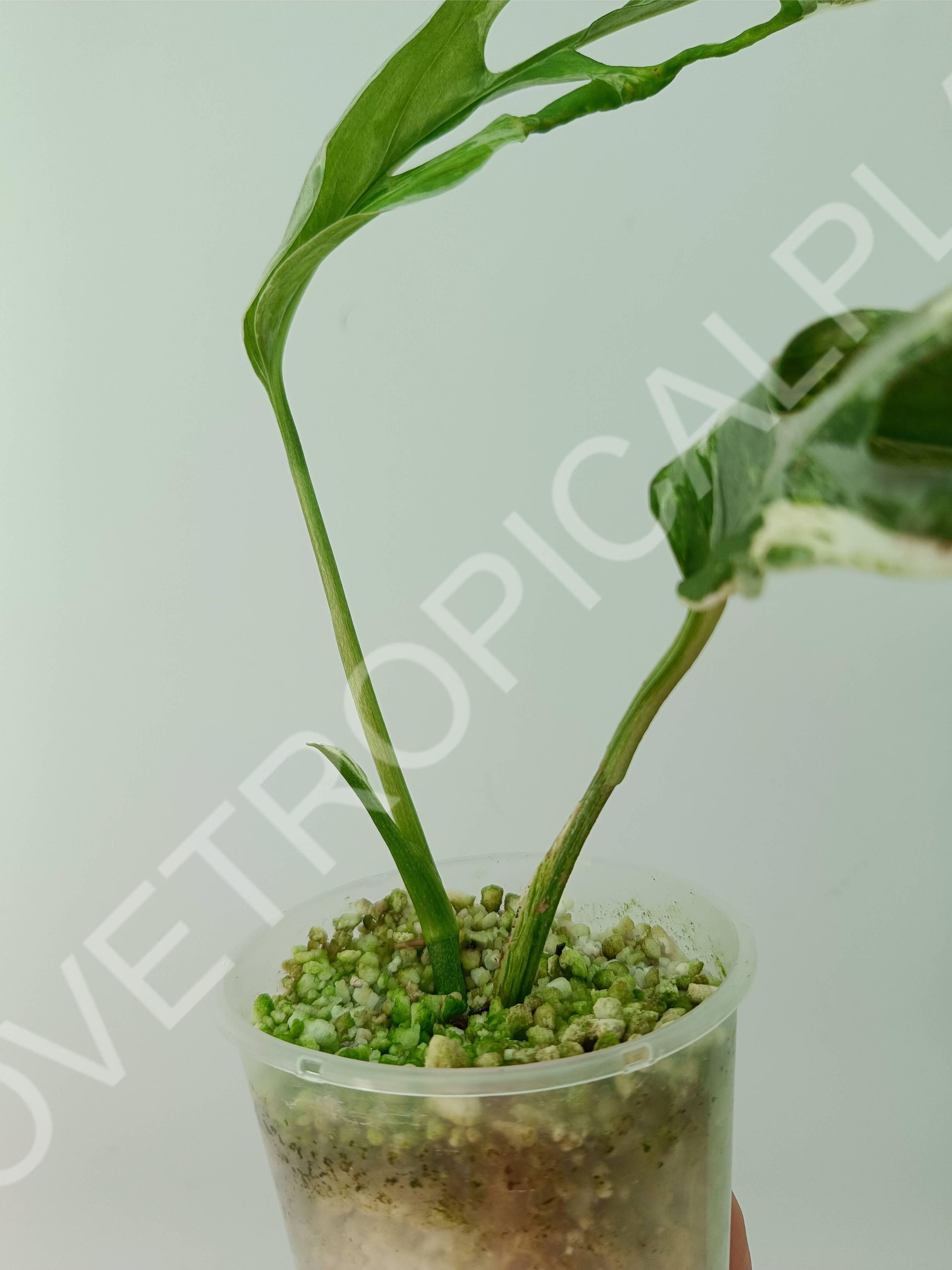 Sale Variegated monstera adonsonii mint Rooted plant