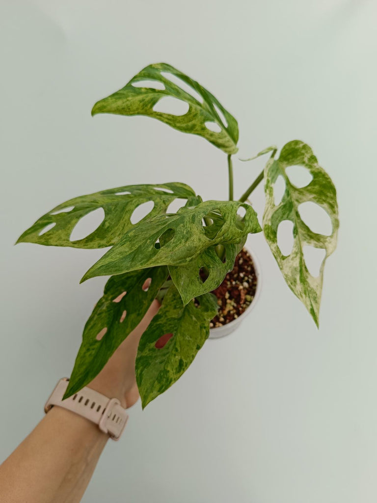 Monstera adansonii variegata mint