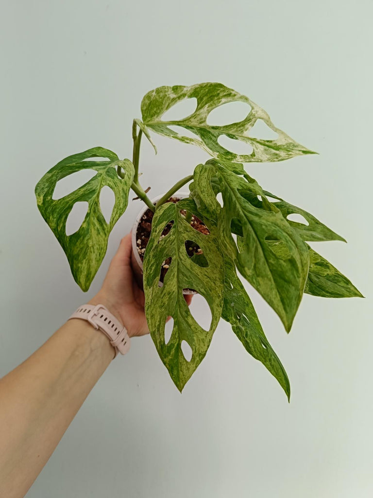 Monstera adansonii variegata mint