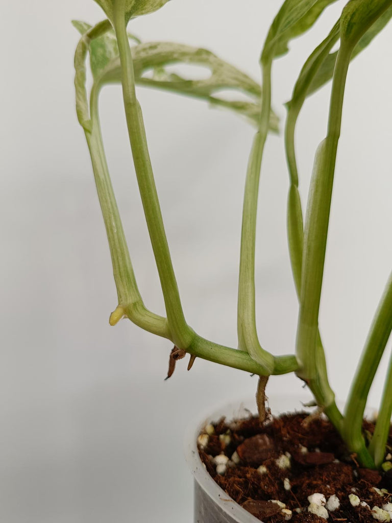 Monstera adansonii variegata mint