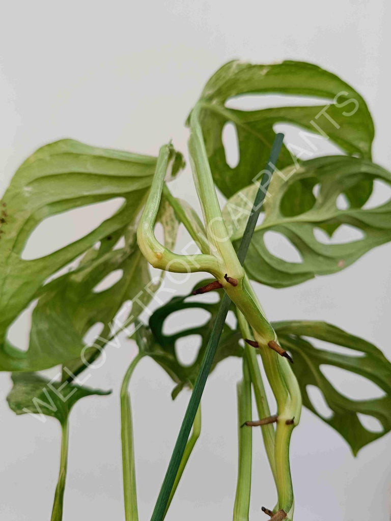 Monstera adansonii variegata mint