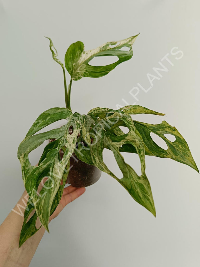 Monstera adansonii variegata mint