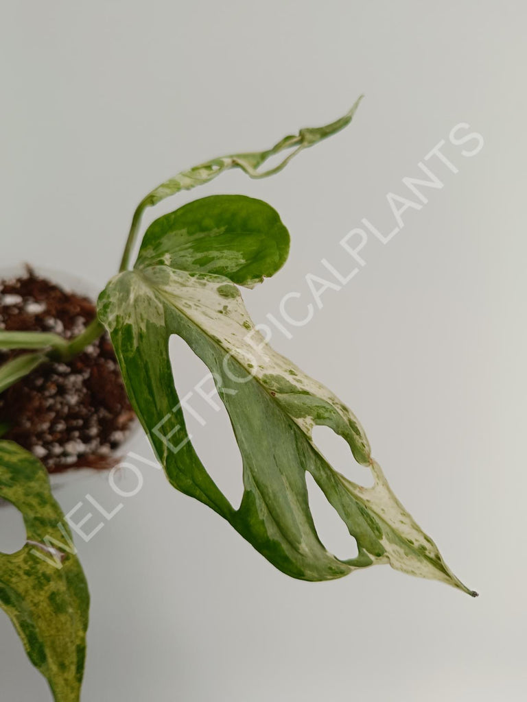 Monstera adansonii variegata mint