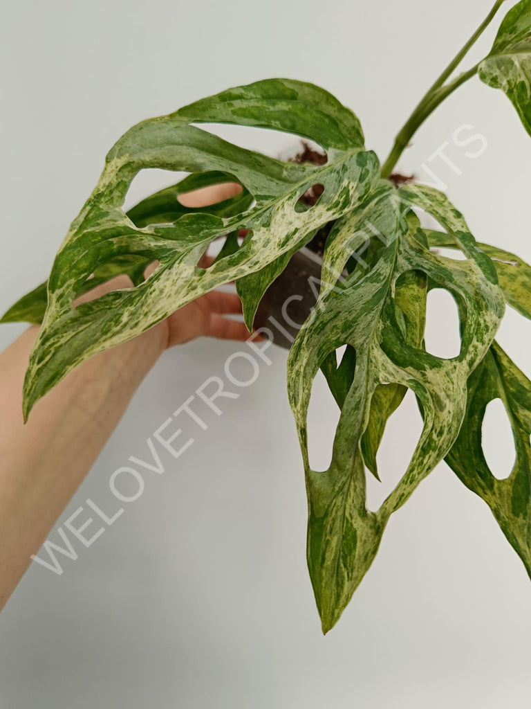 Monstera adansonii variegata mint