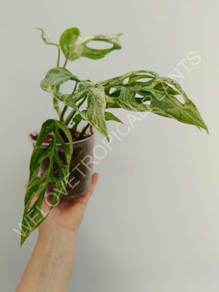 Monstera adansonii variegata mint