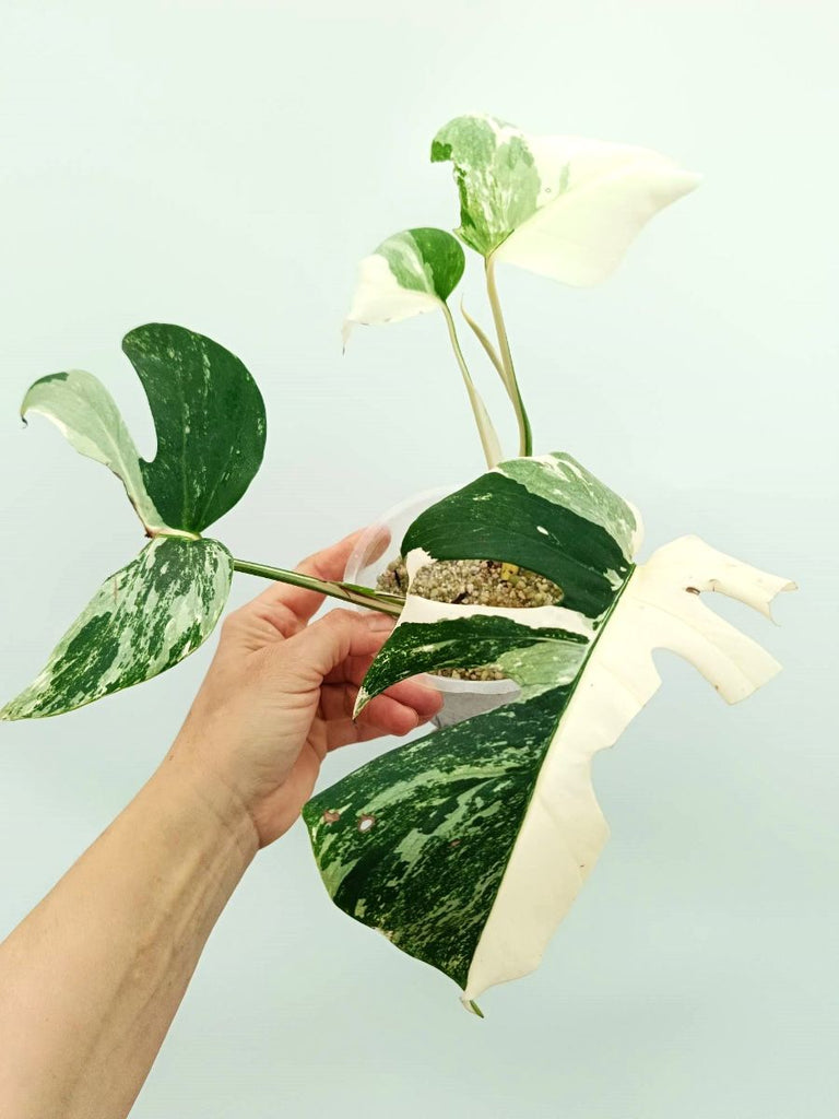Monstera albo variegata EXTRA WHITE