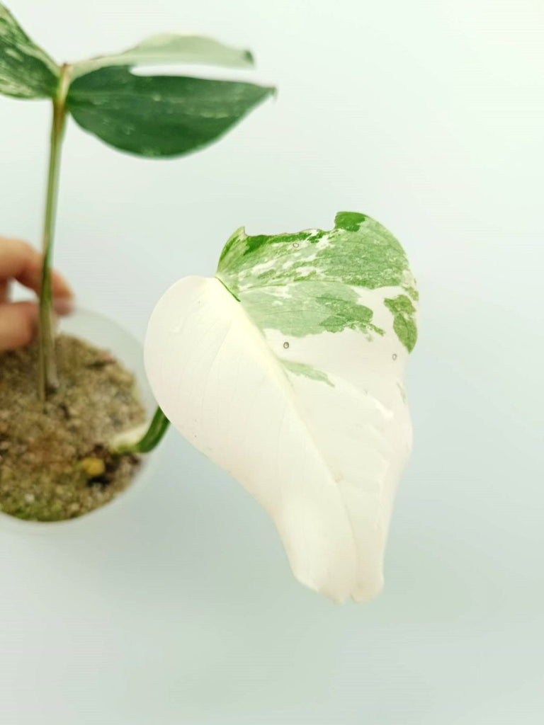 Monstera albo variegata EXTRA WHITE
