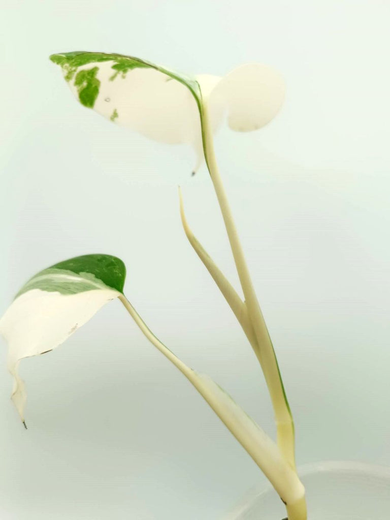 Monstera albo variegata EXTRA WHITE