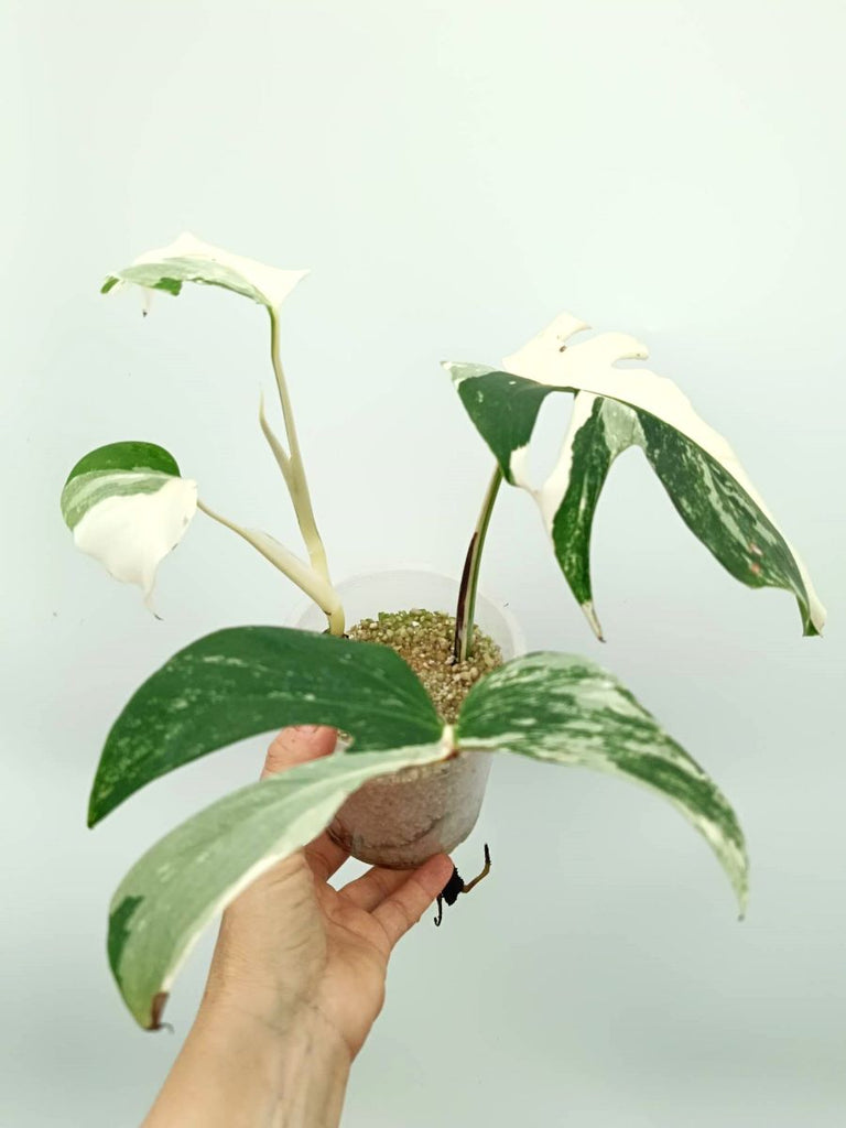 Monstera albo variegata EXTRA WHITE