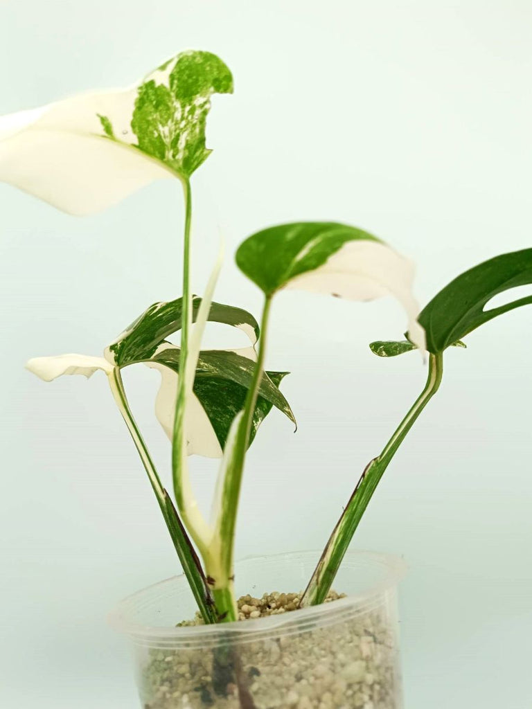 Monstera albo variegata EXTRA WHITE