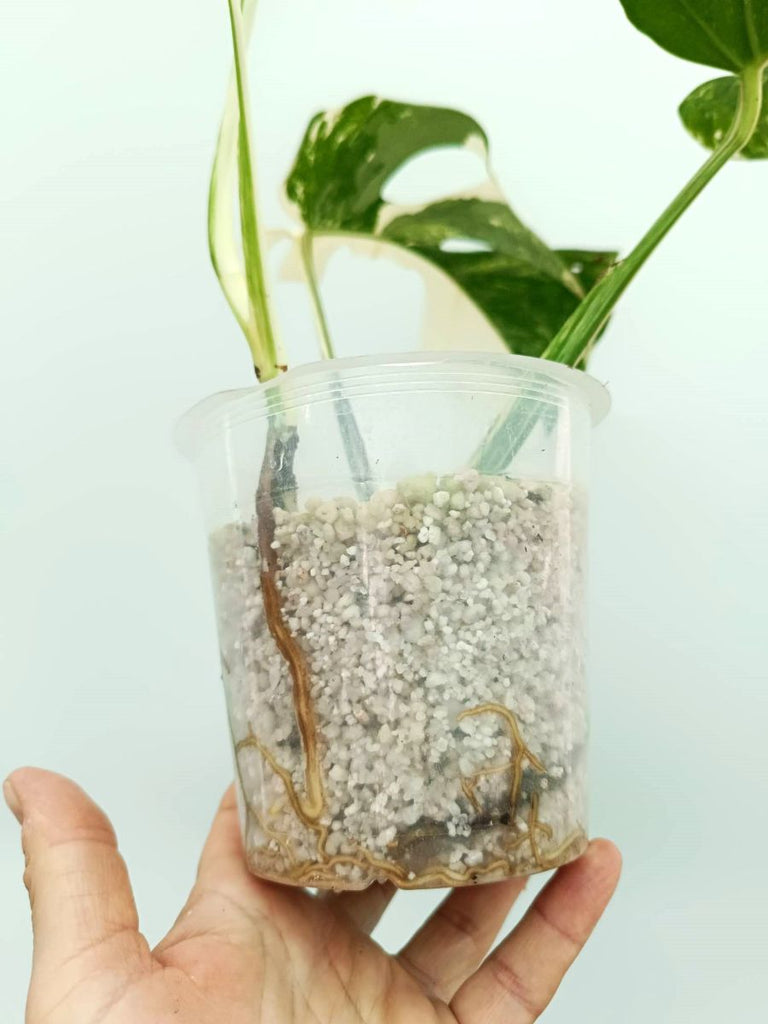 Monstera albo variegata EXTRA WHITE