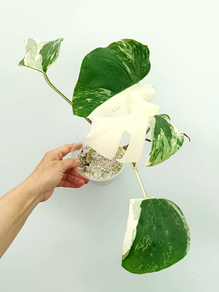 Monstera variegata albo EXTRA WHITE