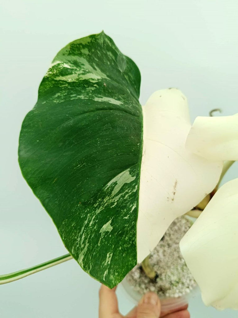 Monstera variegata albo EXTRA WHITE