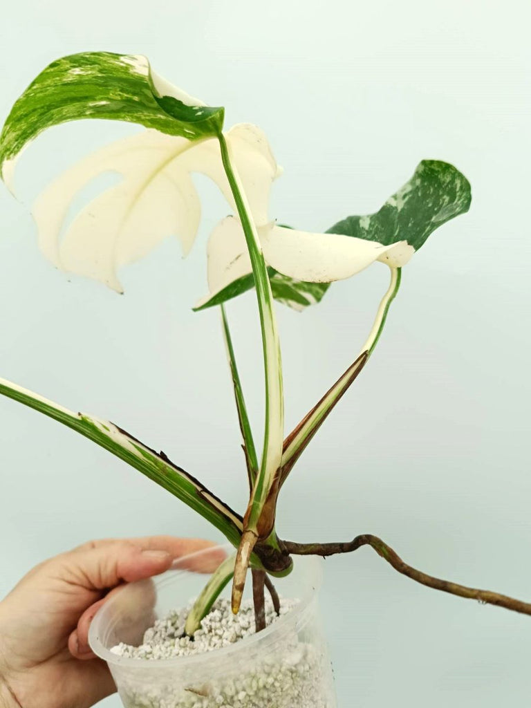 Monstera variegata albo EXTRA WHITE