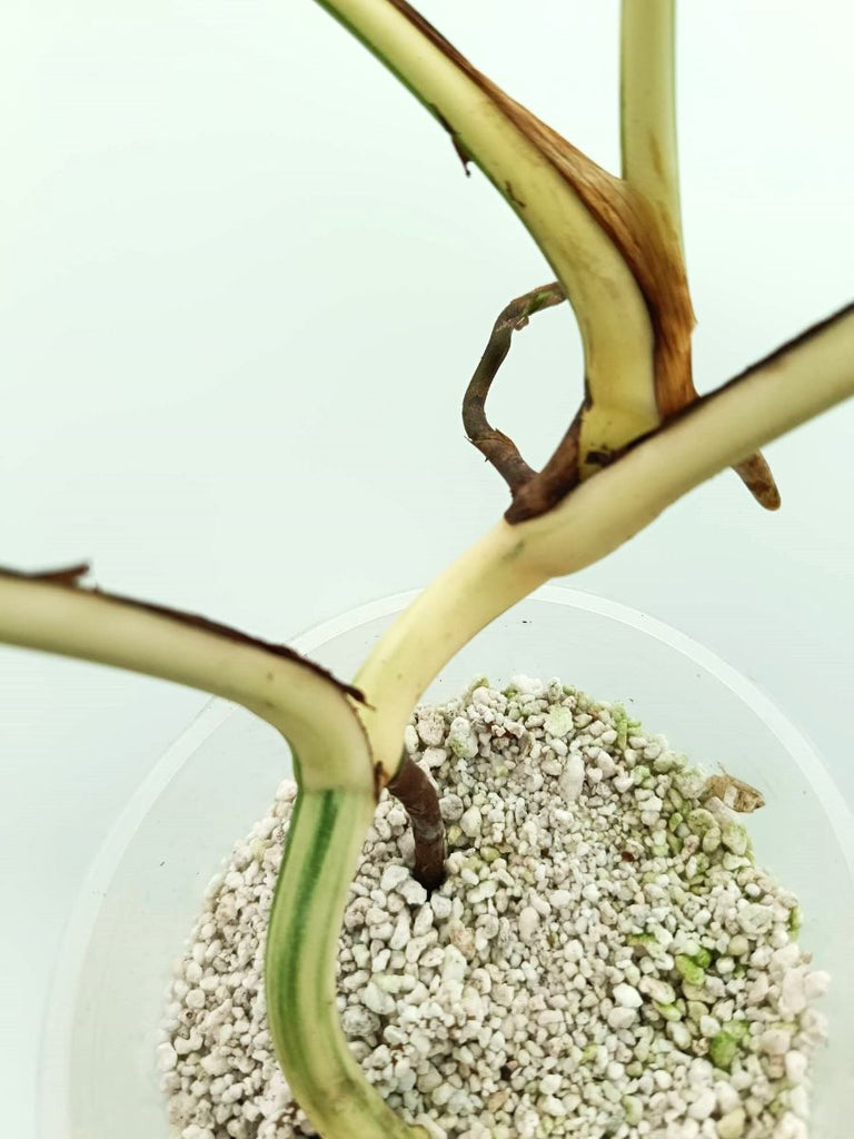 Monstera variegata albo EXTRA WHITE
