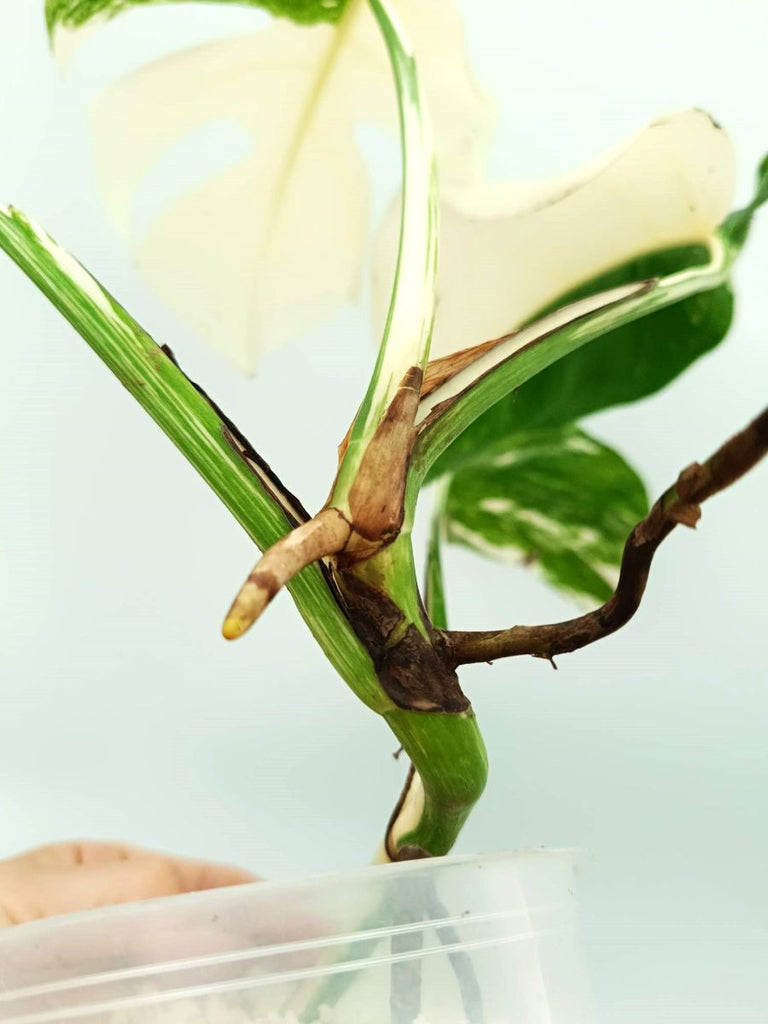 Monstera variegata albo EXTRA WHITE