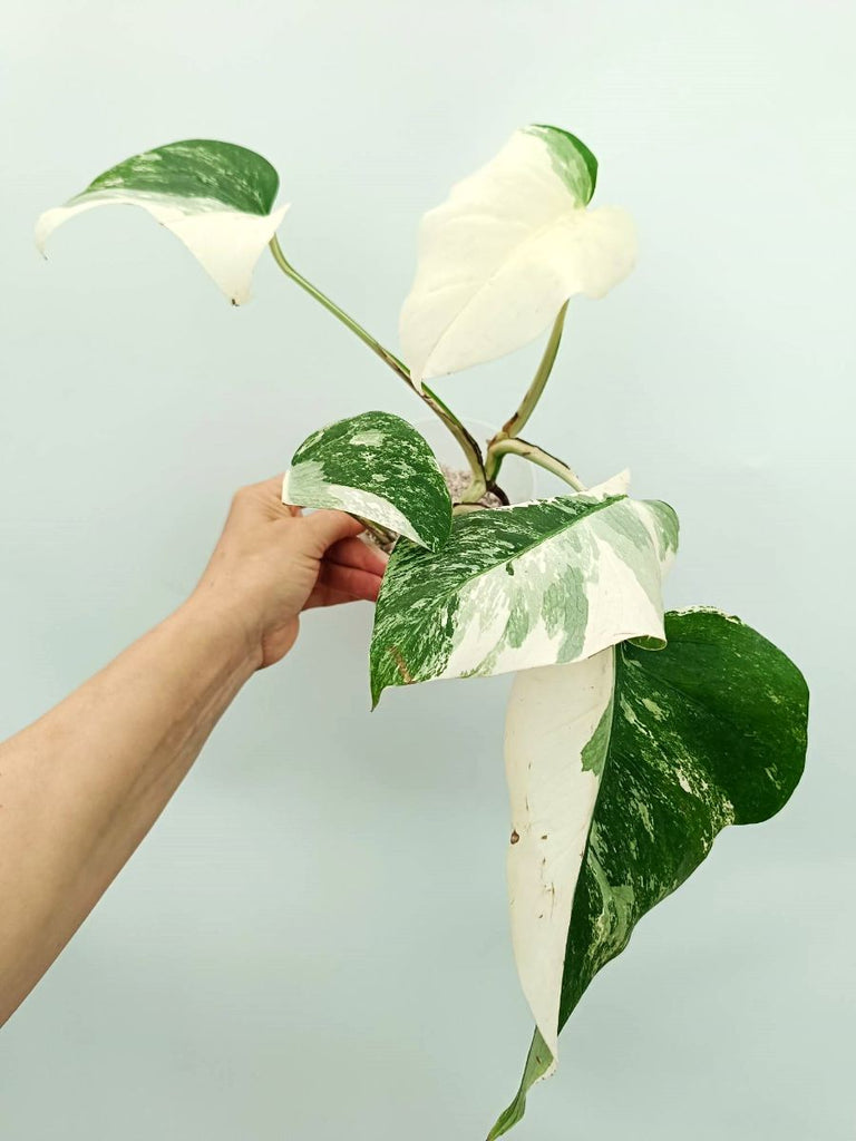 Monstera albo variegata EXTRA WHITE