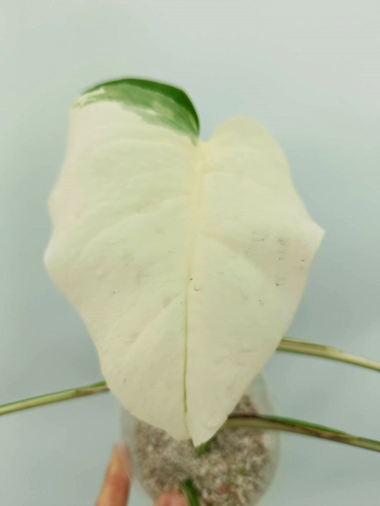 Monstera albo variegata EXTRA WHITE