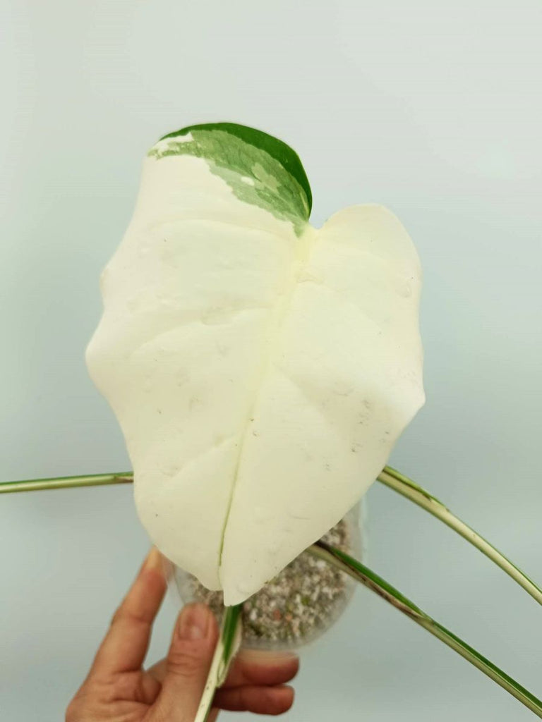 Monstera albo variegata EXTRA WHITE