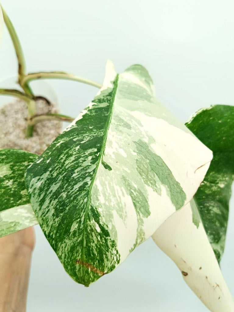Monstera albo variegata EXTRA WHITE
