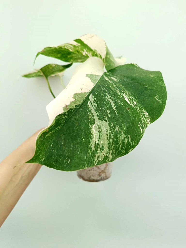 Monstera albo variegata EXTRA WHITE