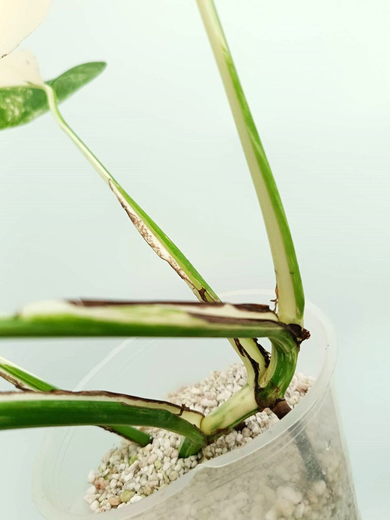 Monstera albo variegata EXTRA WHITE