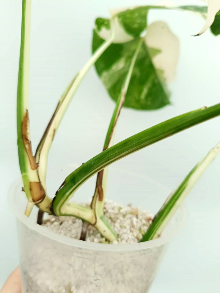 Monstera albo variegata EXTRA WHITE