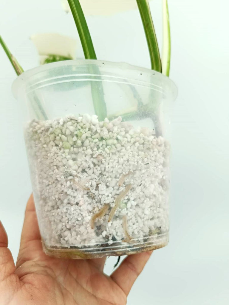 Monstera albo variegata EXTRA WHITE