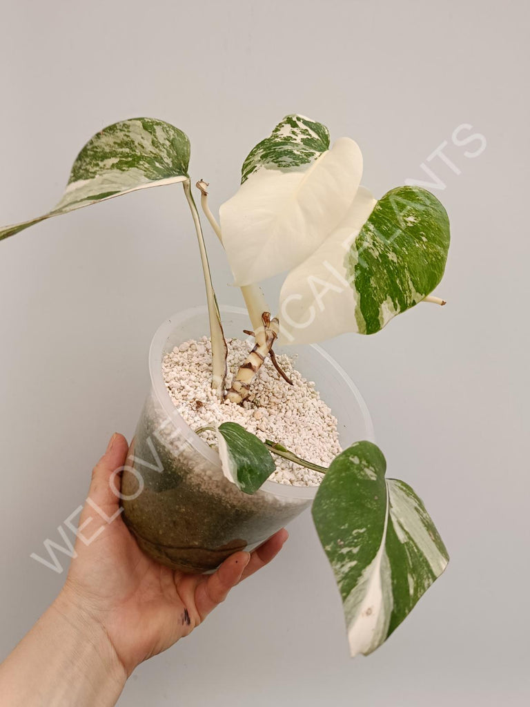 Monstera deliciosa variegata albo extra white