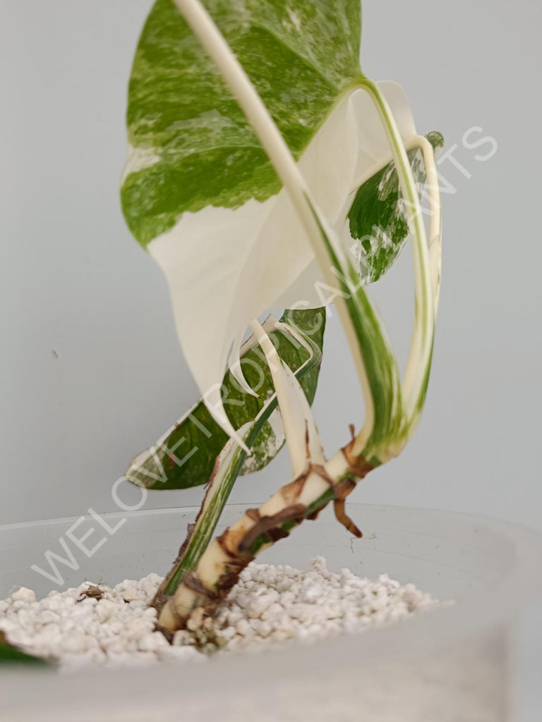 Monstera deliciosa variegata albo extra white