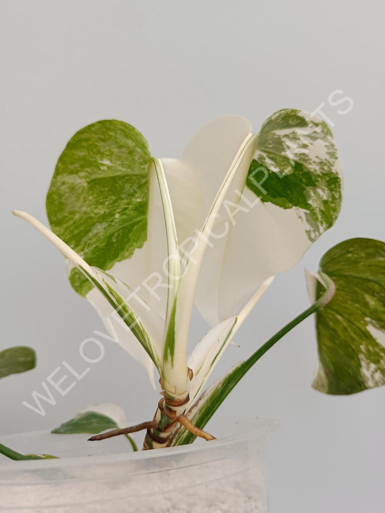 Monstera deliciosa variegata albo extra white