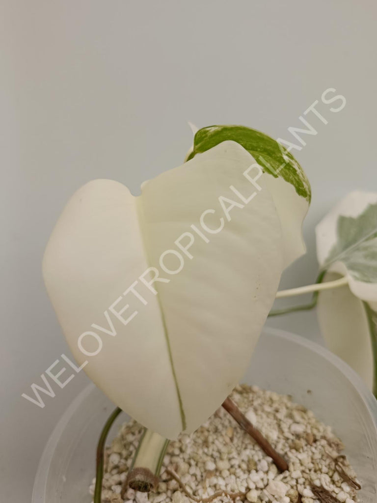 Monstera deliciosa variegata albo extra white