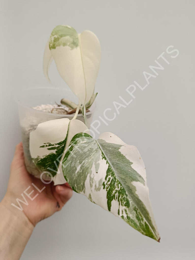 Monstera deliciosa variegata albo extra white